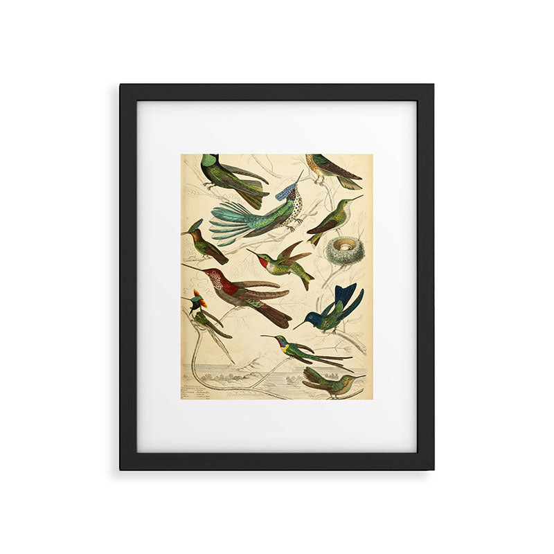 Hummingbirds from The Edinburgh Journal, 1835 (benefitting The Nature Conservancy) Framed Art Print Gallery Image 4