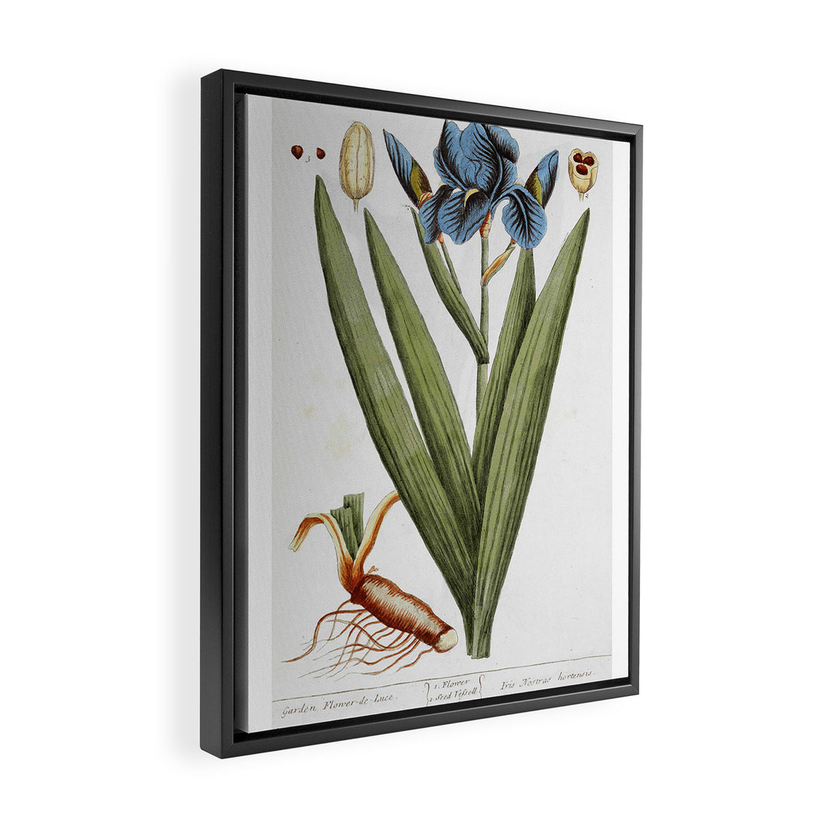 Iris by Elizabeth Blackwell from "A Curious Herbal," 1737 (print benefiting The Nature Conservancy) Framed Canvas Print Gallery Image 2