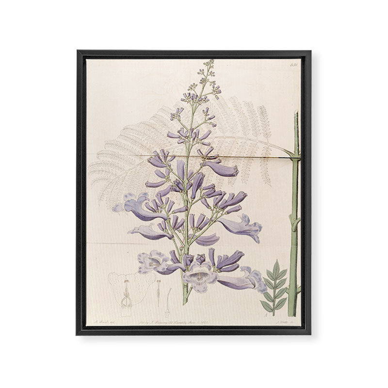 Jacaranda, 1822 Framed Canvas Print Gallery Image 6