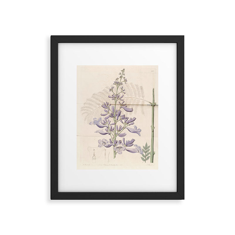 Jacaranda, 1822 Framed Art Print Gallery Image 5