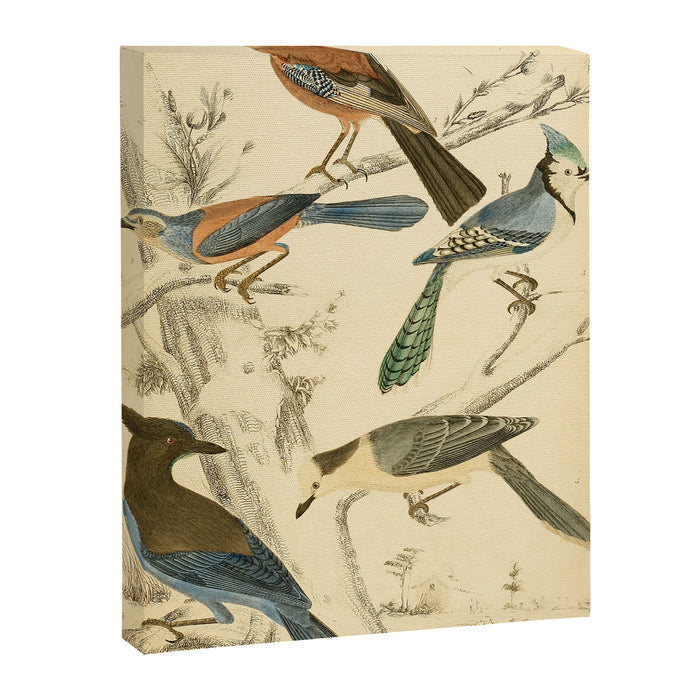 Jays from The Edinburgh Journal, 1835 (benefitting The Nature Conservancy) Canvas Print Gallery Image 1