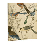 Jays from The Edinburgh Journal, 1835 (benefitting The Nature Conservancy) Canvas Print Gallery Image 6