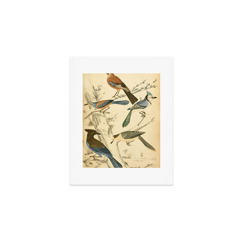 Jays from The Edinburgh Journal, 1835 (benefitting The Nature Conservancy) Art Print Gallery Image 1