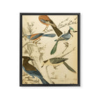 Jays from The Edinburgh Journal, 1835 (benefitting The Nature Conservancy) Framed Canvas Print Gallery Image 6