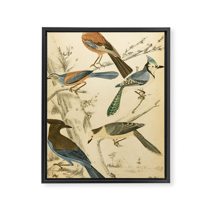 Jays from The Edinburgh Journal, 1835 (benefitting The Nature Conservancy) Framed Canvas Print Gallery Image 1