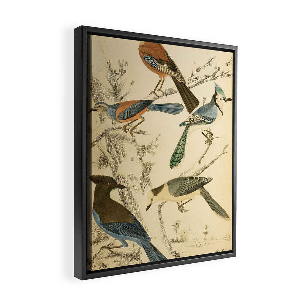 Jays from The Edinburgh Journal, 1835 (benefitting The Nature Conservancy) Framed Canvas Print Gallery Image 2