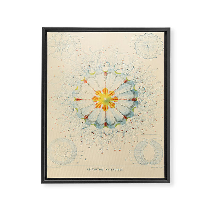 Jellyfish by Ernst Haeckel from his monograph of deep-sea medusae (1879) Framed Canvas Print Gallery Image 1