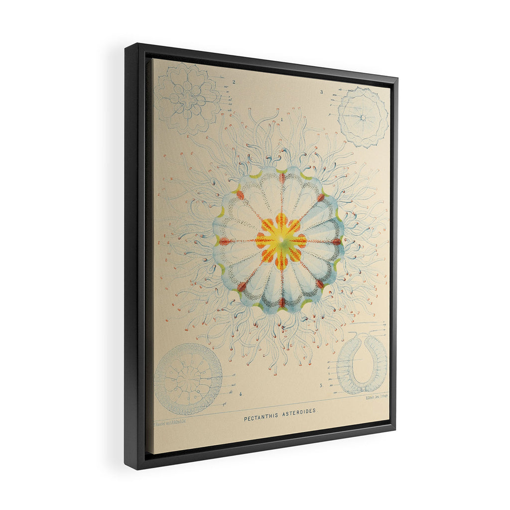Jellyfish by Ernst Haeckel from his monograph of deep-sea medusae (1879) Framed Canvas Print Gallery Image 2