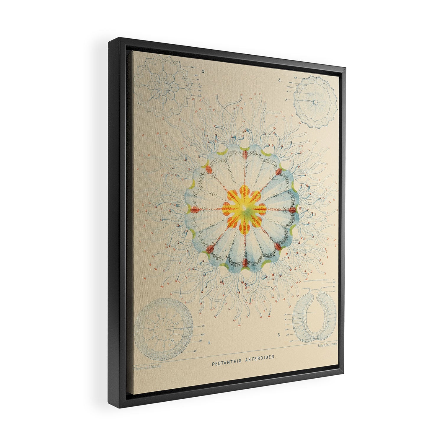Jellyfish by Ernst Haeckel from his monograph of deep-sea medusae (1879) Framed Canvas Print Gallery Image 2