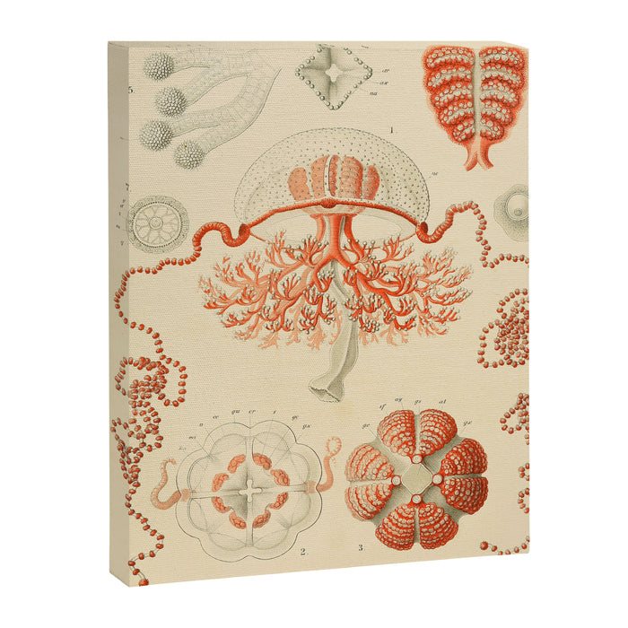 Jellyfish by Ernst Haeckel from his monograph of deep-sea medusae (1879) Canvas Print Gallery Image 1