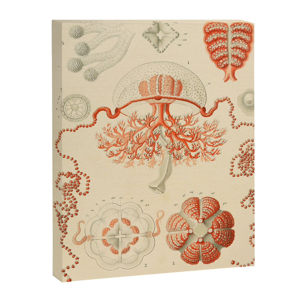 Jellyfish by Ernst Haeckel from his monograph of deep-sea medusae (1879) Canvas Print Gallery Image 6