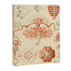 Jellyfish by Ernst Haeckel from his monograph of deep-sea medusae (1879) Canvas Print Gallery Image 6