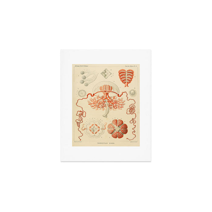 Jellyfish by Ernst Haeckel from his monograph of deep-sea medusae (1879) Art Print Gallery Image 1