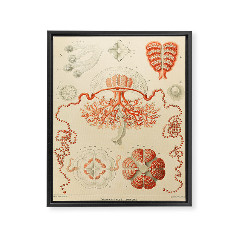 Jellyfish by Ernst Haeckel from his monograph of deep-sea medusae (1879) Framed Canvas Print Gallery Image 6