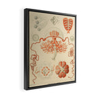 Jellyfish by Ernst Haeckel from his monograph of deep-sea medusae (1879) Framed Canvas Print Gallery Image 2