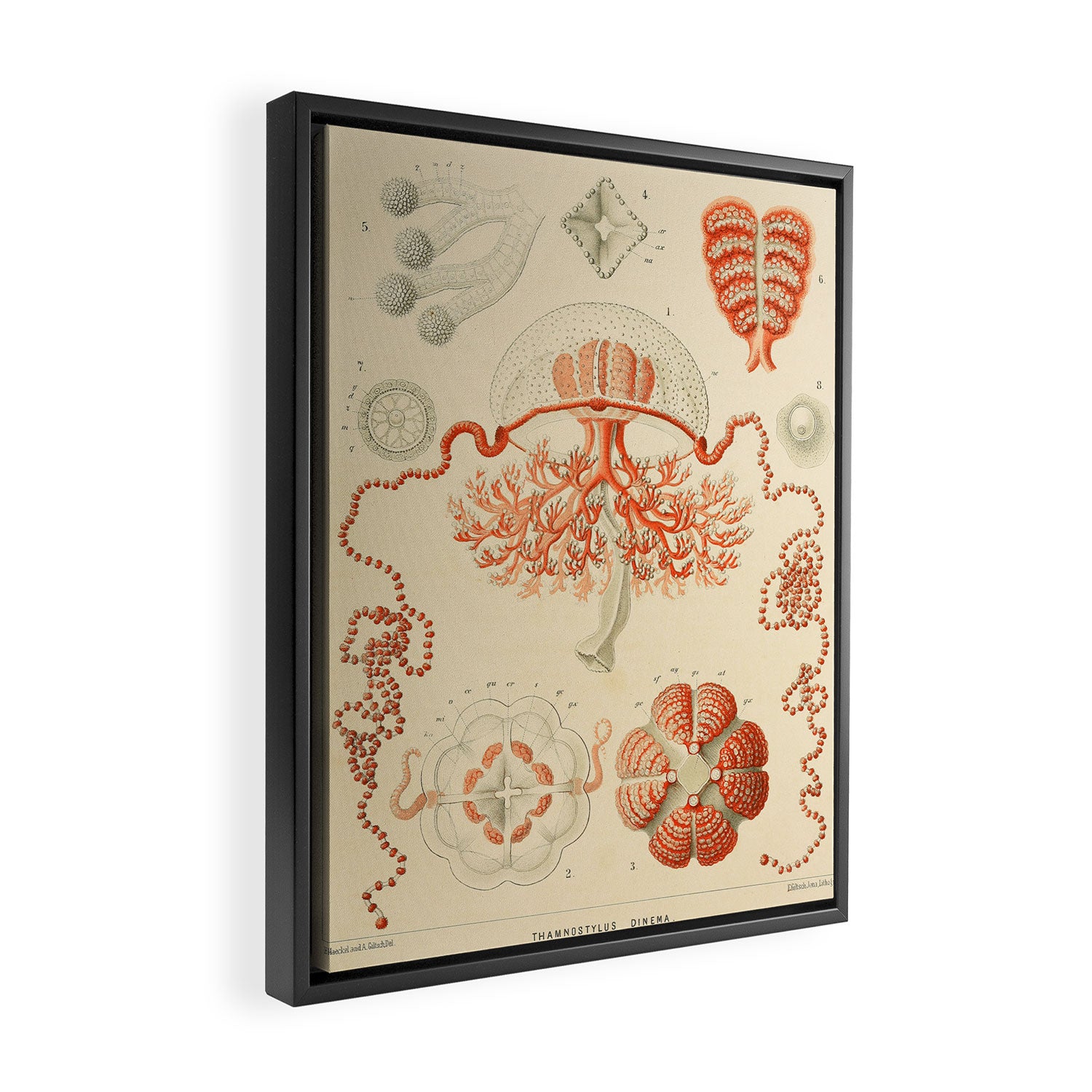 Jellyfish by Ernst Haeckel from his monograph of deep-sea medusae (1879) Framed Canvas Print Gallery Image 2