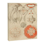 Jellyfish by Ernst Haeckel from his monograph of deep-sea medusae (1879) Canvas Print Gallery Image 6