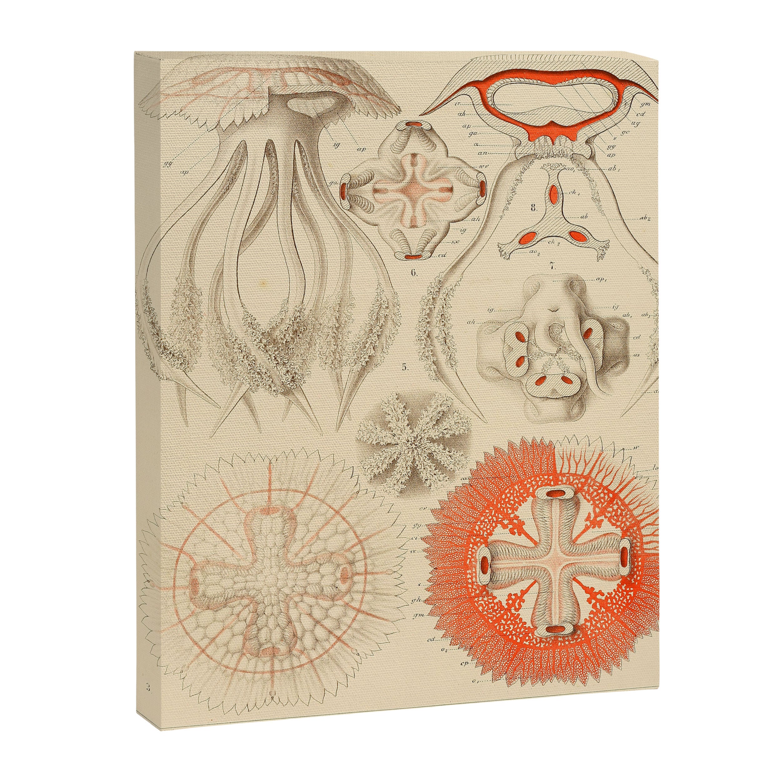Jellyfish by Ernst Haeckel from his monograph of deep-sea medusae (1879) Canvas Print Gallery Image 6