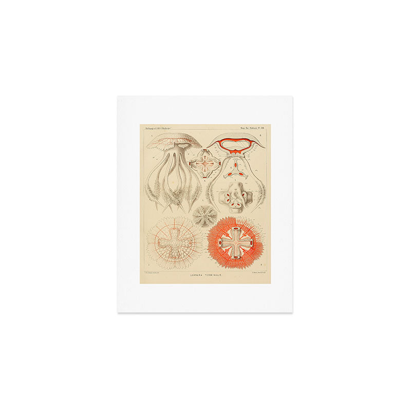 Jellyfish by Ernst Haeckel from his monograph of deep-sea medusae (1879) Art Print Gallery Image 1