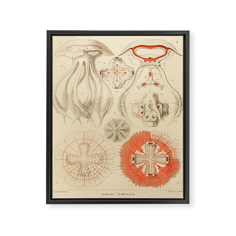 Jellyfish by Ernst Haeckel from his monograph of deep-sea medusae (1879) Framed Canvas Print Gallery Image 6