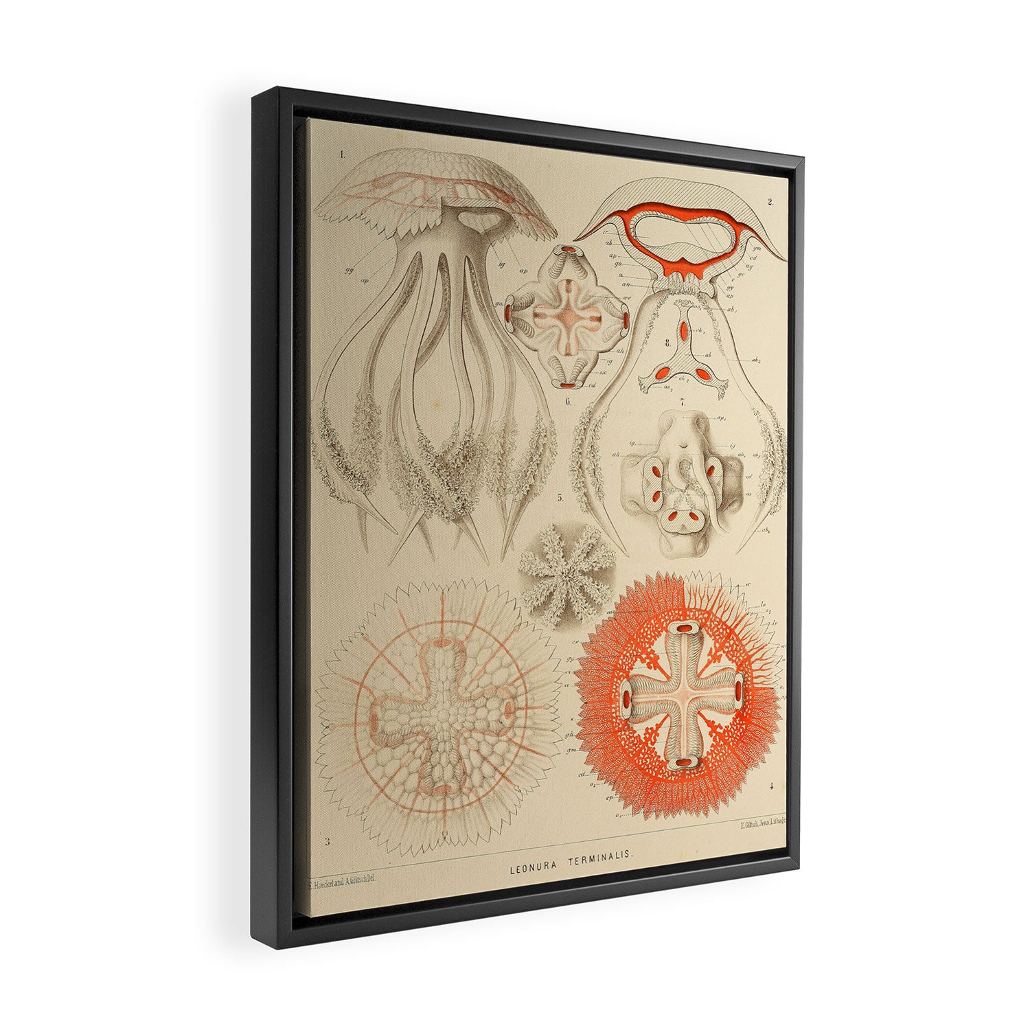 Jellyfish by Ernst Haeckel from his monograph of deep-sea medusae (1879) Framed Canvas Print Gallery Image 2