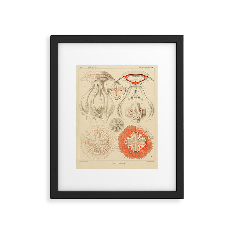 Jellyfish by Ernst Haeckel from his monograph of deep-sea medusae (1879) Framed Art Print Gallery Image 5