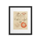 Jellyfish by Ernst Haeckel from his monograph of deep-sea medusae (1879) Framed Art Print Gallery Image 5