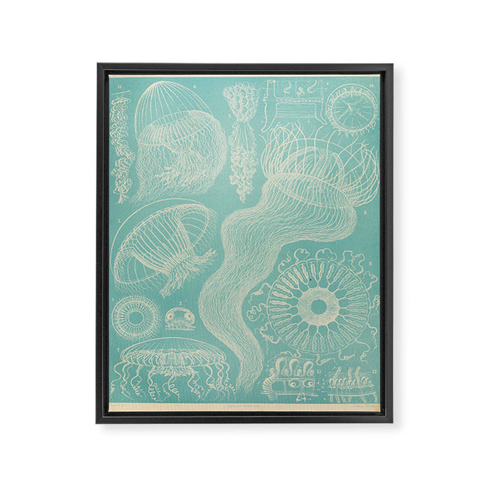 Jellyfish by Ernst Haeckel from his monograph of deep-sea medusae (1879) Framed Canvas Print Gallery Image 1