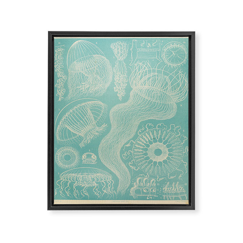 Jellyfish by Ernst Haeckel from his monograph of deep-sea medusae (1879) Framed Canvas Print Gallery Image 6