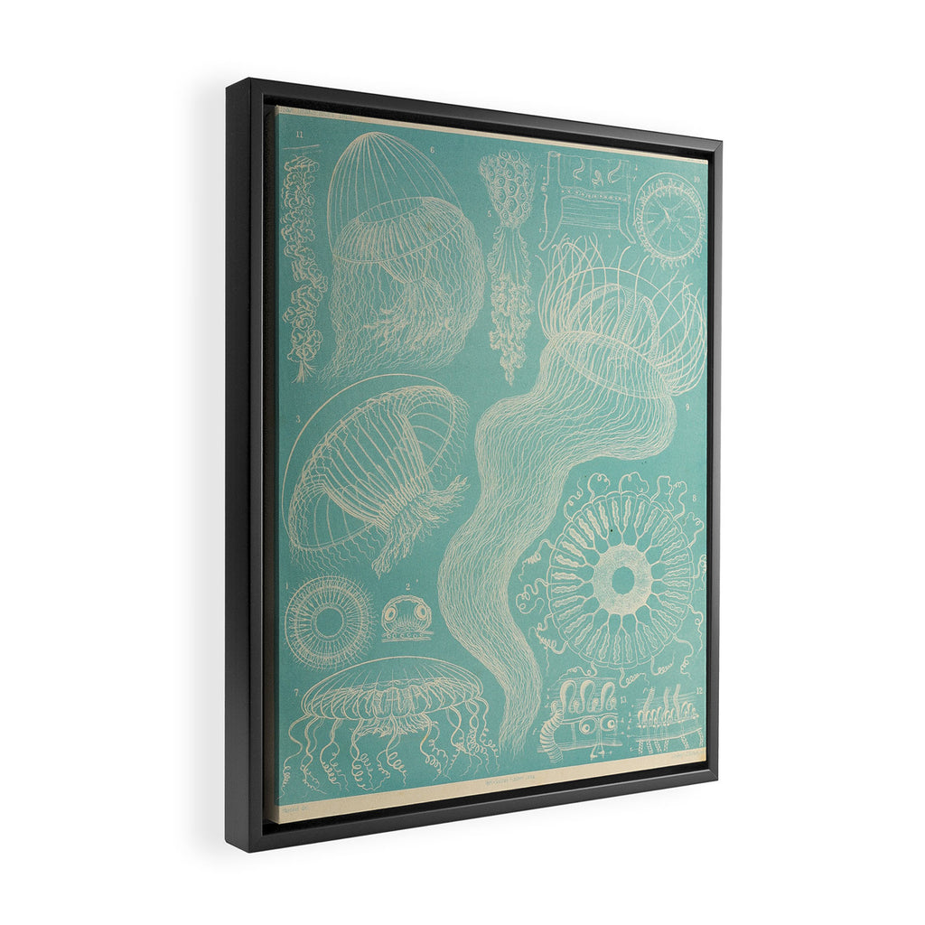 Jellyfish by Ernst Haeckel from his monograph of deep-sea medusae (1879) Framed Canvas Print Gallery Image 2