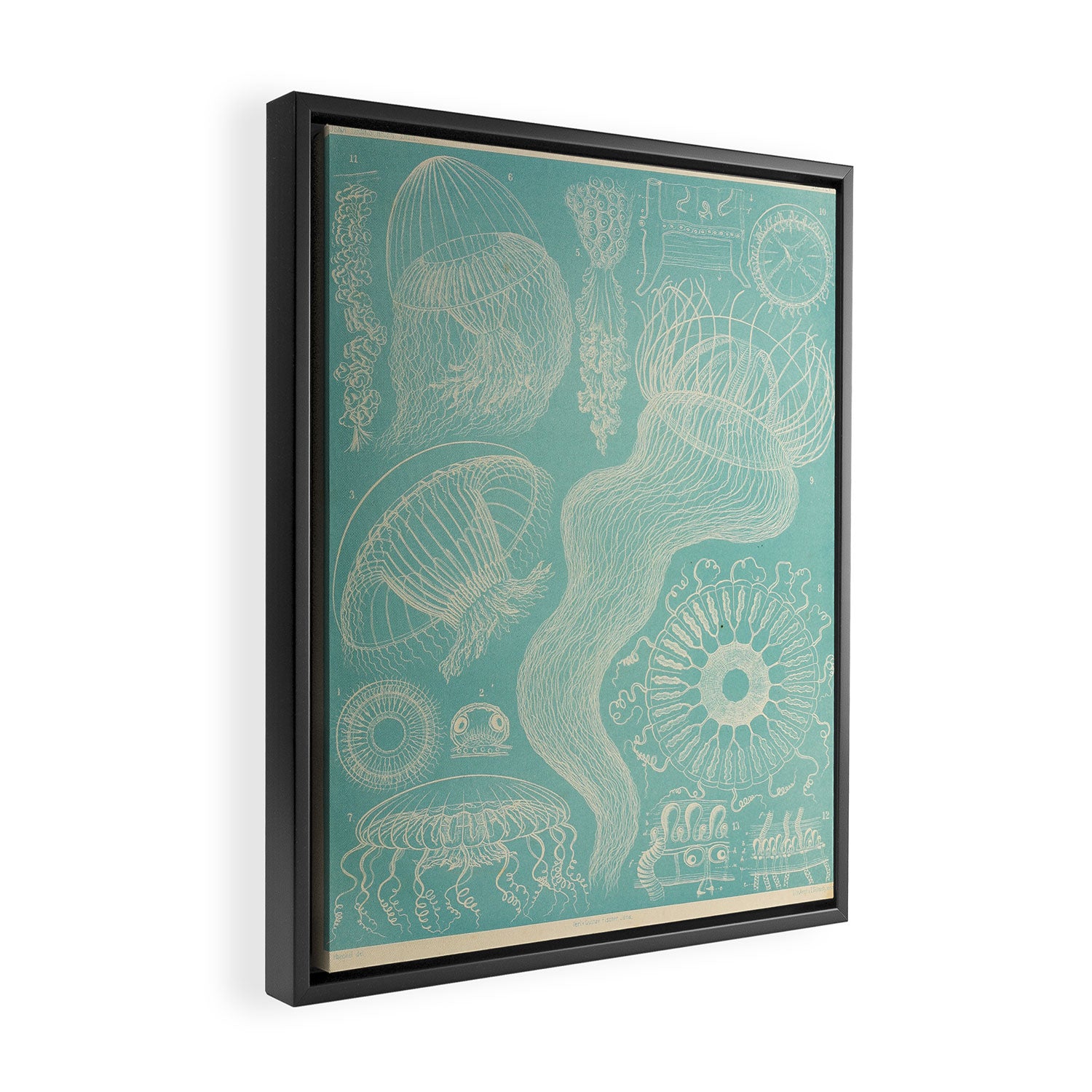 Jellyfish by Ernst Haeckel from his monograph of deep-sea medusae (1879) Framed Canvas Print Gallery Image 2