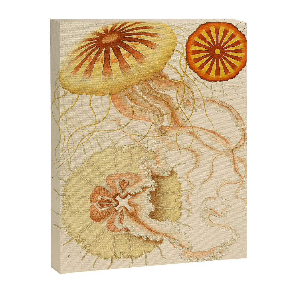 Jellyfish by Ernst Haeckel from his monograph of deep-sea medusae (1879) Canvas Print Gallery Image 6