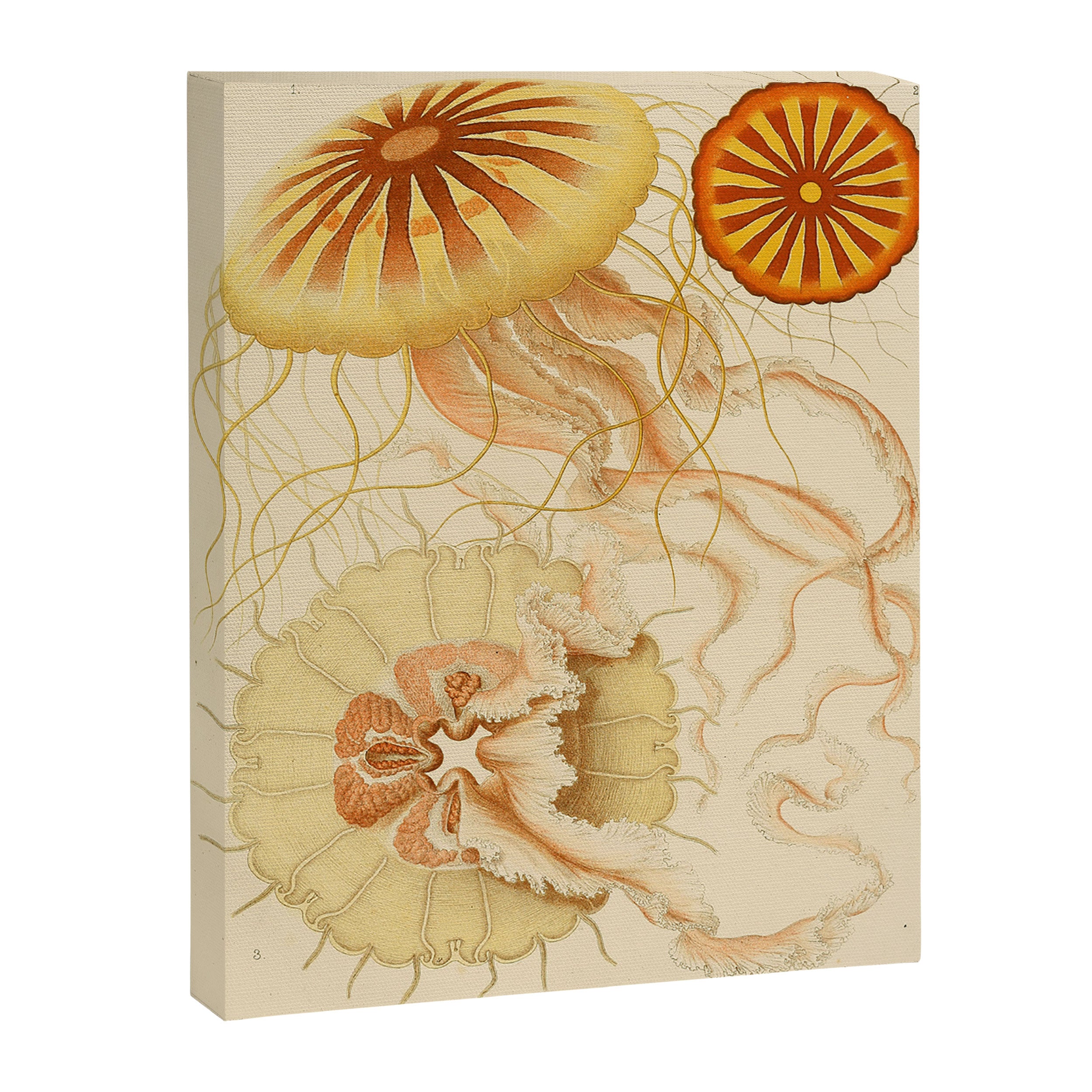Jellyfish by Ernst Haeckel from his monograph of deep-sea medusae (1879) Canvas Print Gallery Image 6
