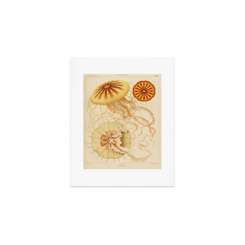 Jellyfish by Ernst Haeckel from his monograph of deep-sea medusae (1879) Art Print Gallery Image 1