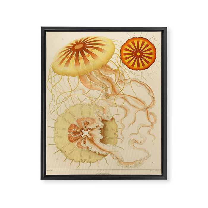 Jellyfish by Ernst Haeckel from his monograph of deep-sea medusae (1879) Framed Canvas Print Gallery Image 1