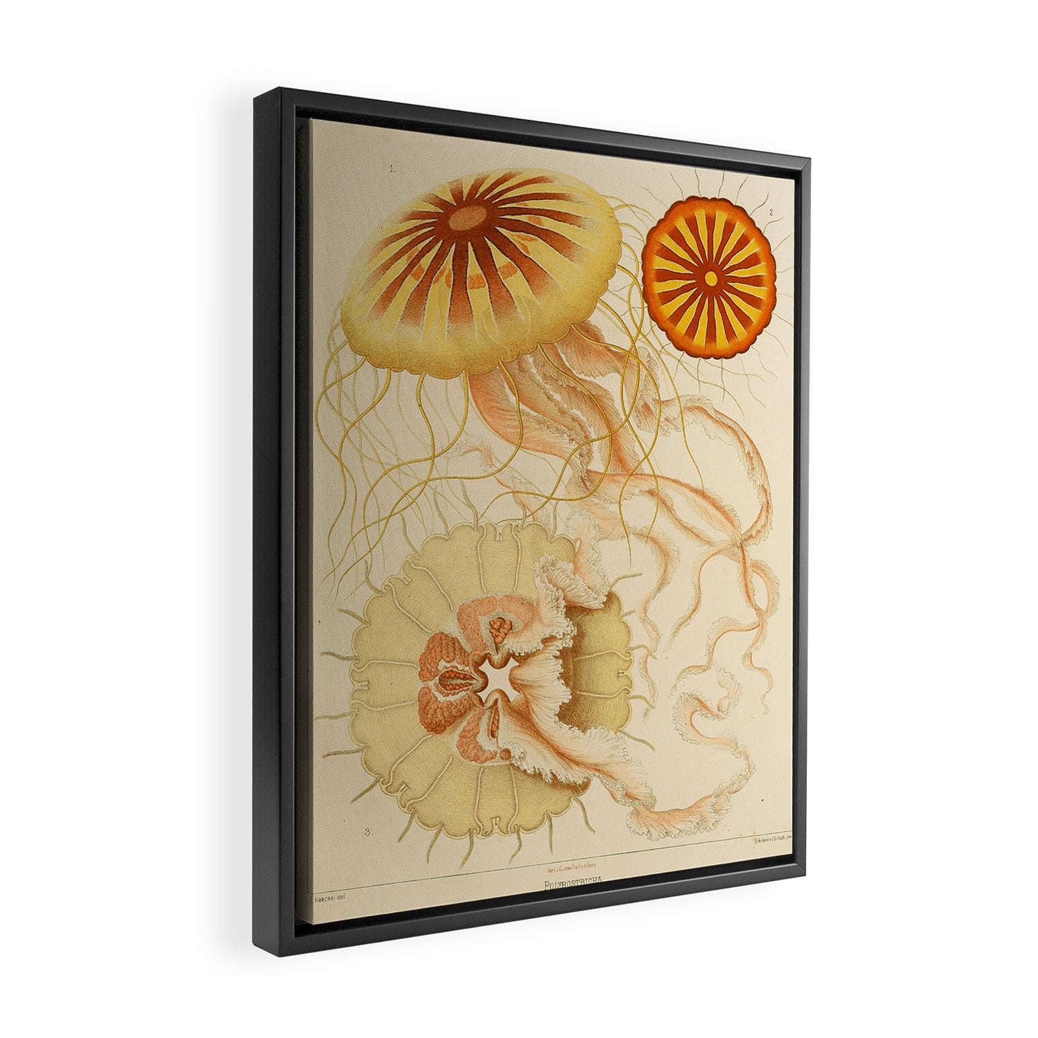 Jellyfish by Ernst Haeckel from his monograph of deep-sea medusae (1879) Framed Canvas Print Gallery Image 2
