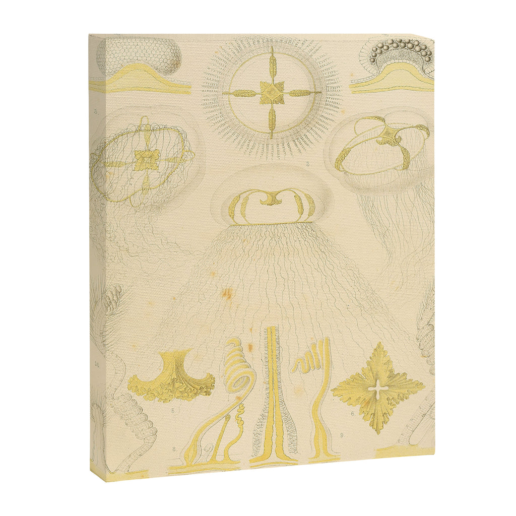 Jellyfish by Ernst Haeckel from his monograph of deep-sea medusae (1879) Canvas Print Gallery Image 6