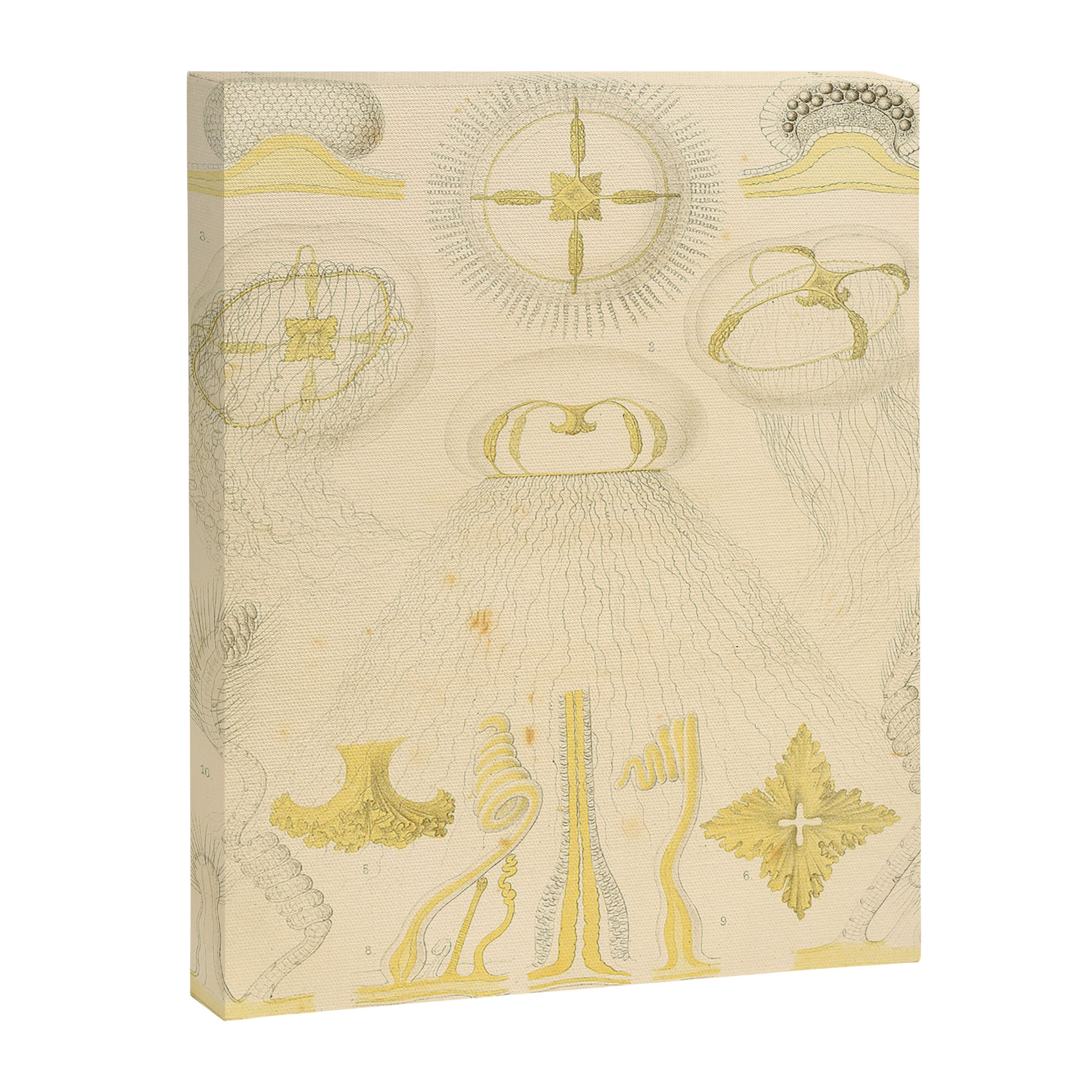 Jellyfish by Ernst Haeckel from his monograph of deep-sea medusae (1879) Canvas Print Gallery Image 6