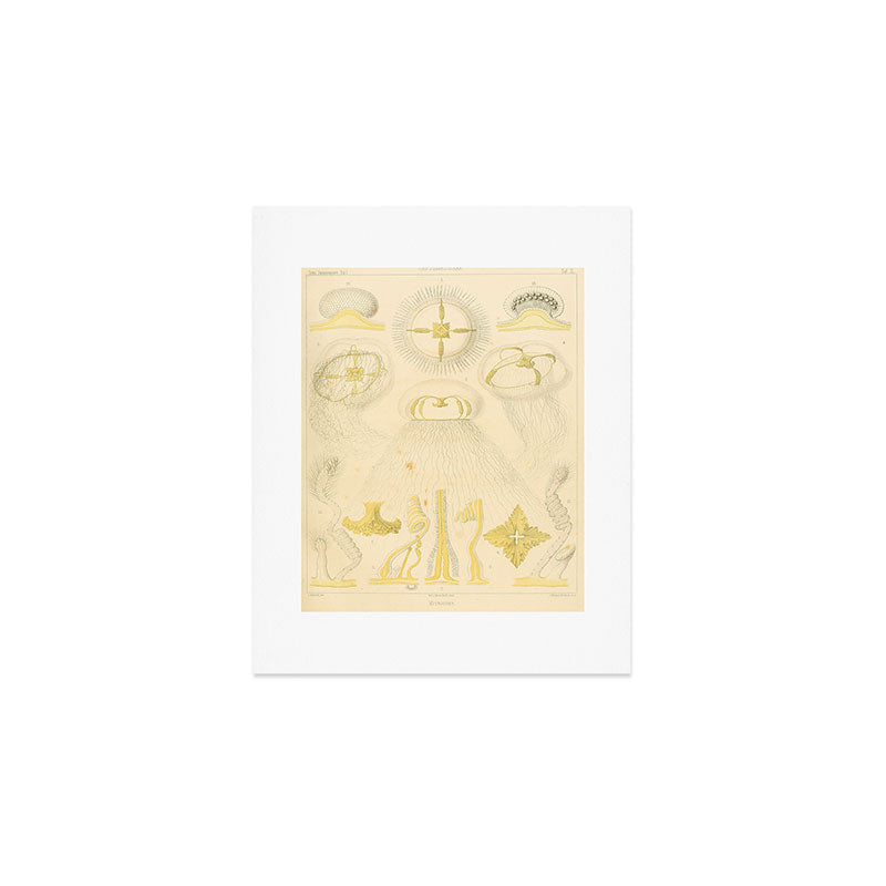 Jellyfish by Ernst Haeckel from his monograph of deep-sea medusae (1879) Art Print Gallery Image 1