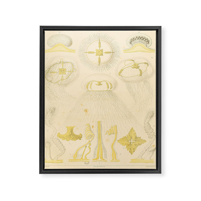Jellyfish by Ernst Haeckel from his monograph of deep-sea medusae (1879) Framed Canvas Print Gallery Image 1
