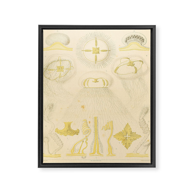 Jellyfish by Ernst Haeckel from his monograph of deep-sea medusae (1879) Framed Canvas Print Gallery Image 6