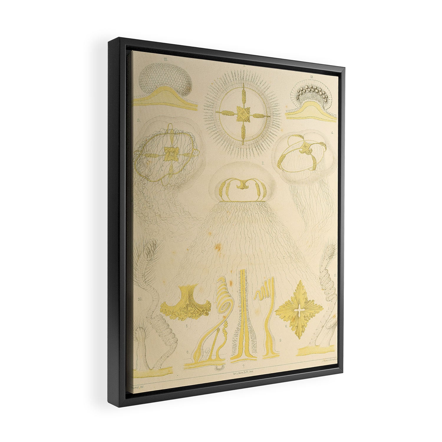 Jellyfish by Ernst Haeckel from his monograph of deep-sea medusae (1879) Framed Canvas Print Gallery Image 2