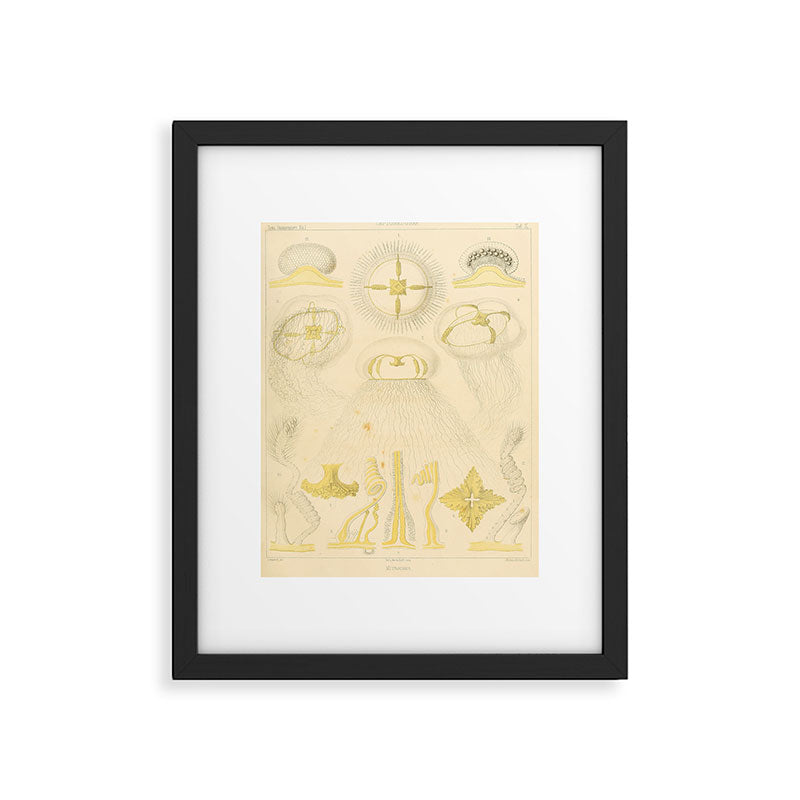 Jellyfish by Ernst Haeckel from his monograph of deep-sea medusae (1879) Framed Art Print Gallery Image 5