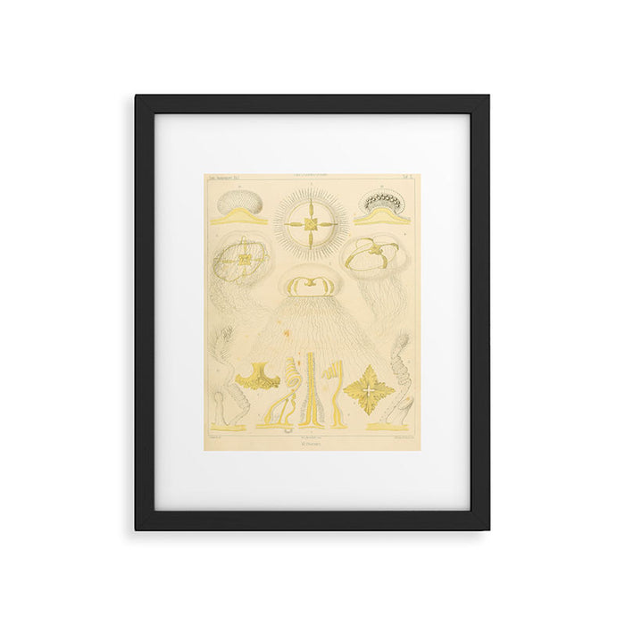 Jellyfish by Ernst Haeckel from his monograph of deep-sea medusae (1879) Framed Art Print Gallery Image 1
