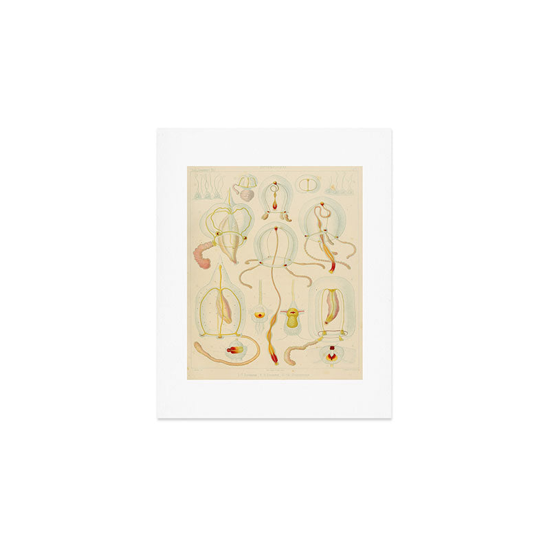 Jellyfish by Ernst Haeckel from his monograph of deep-sea medusae (1879) Art Print Gallery Image 1