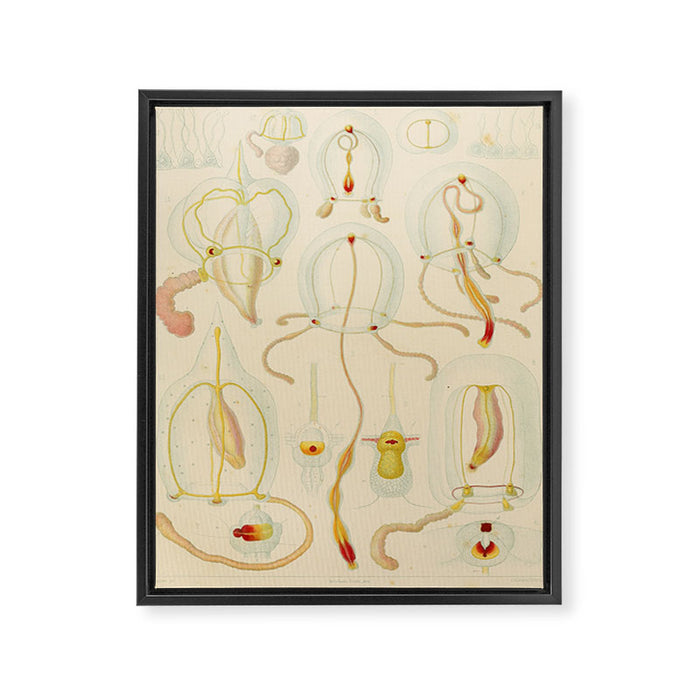 Jellyfish by Ernst Haeckel from his monograph of deep-sea medusae (1879) Framed Canvas Print Gallery Image 1