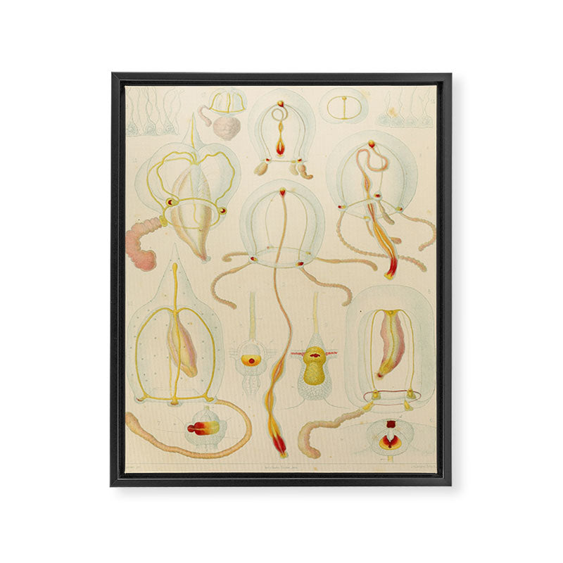 Jellyfish by Ernst Haeckel from his monograph of deep-sea medusae (1879) Framed Canvas Print Gallery Image 6