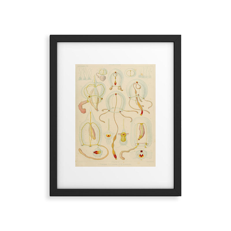 Jellyfish by Ernst Haeckel from his monograph of deep-sea medusae (1879) Framed Art Print Gallery Image 5