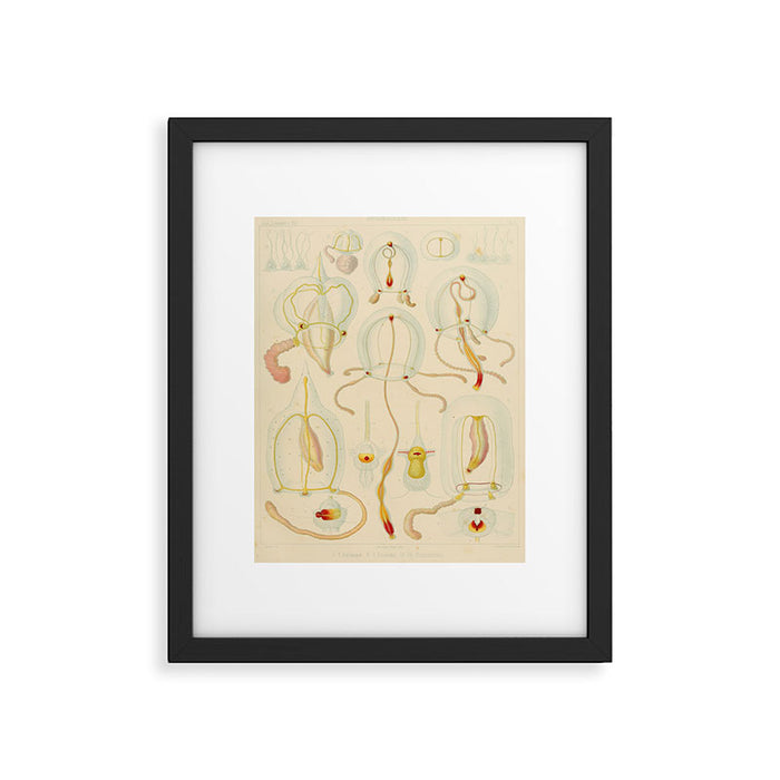 Jellyfish by Ernst Haeckel from his monograph of deep-sea medusae (1879) Framed Art Print Gallery Image 1