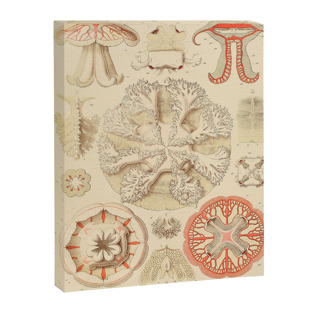 Jellyfish by Ernst Haeckel from his monograph of deep-sea medusae (1879) Canvas Print Gallery Image 6
